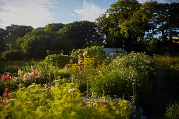 Pemboa Flower Farm in full bloom Pemboa Flower Farm in full bloom