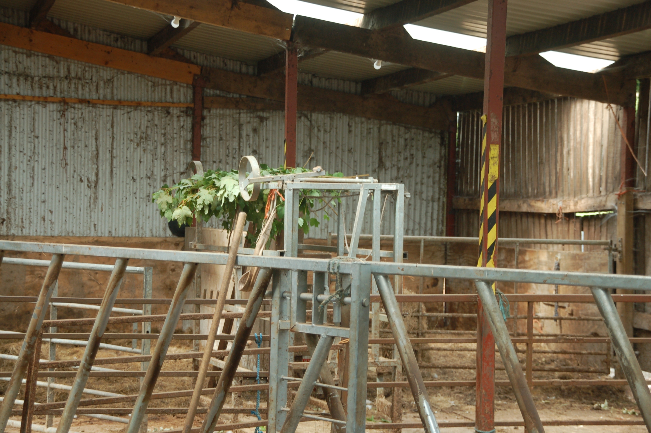 Sycamore leaves that will become tree hay drying in their barn at Challan Sycamore leaves that will become tree hay drying in their barn at Challan