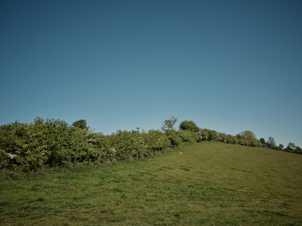 Hedgerow at Strickley Farm