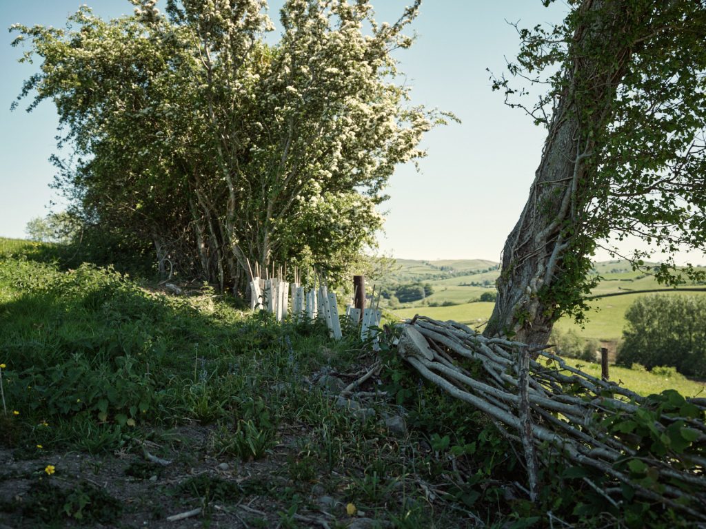 Hedges and hedgelaying at different stages at Strickly Farm