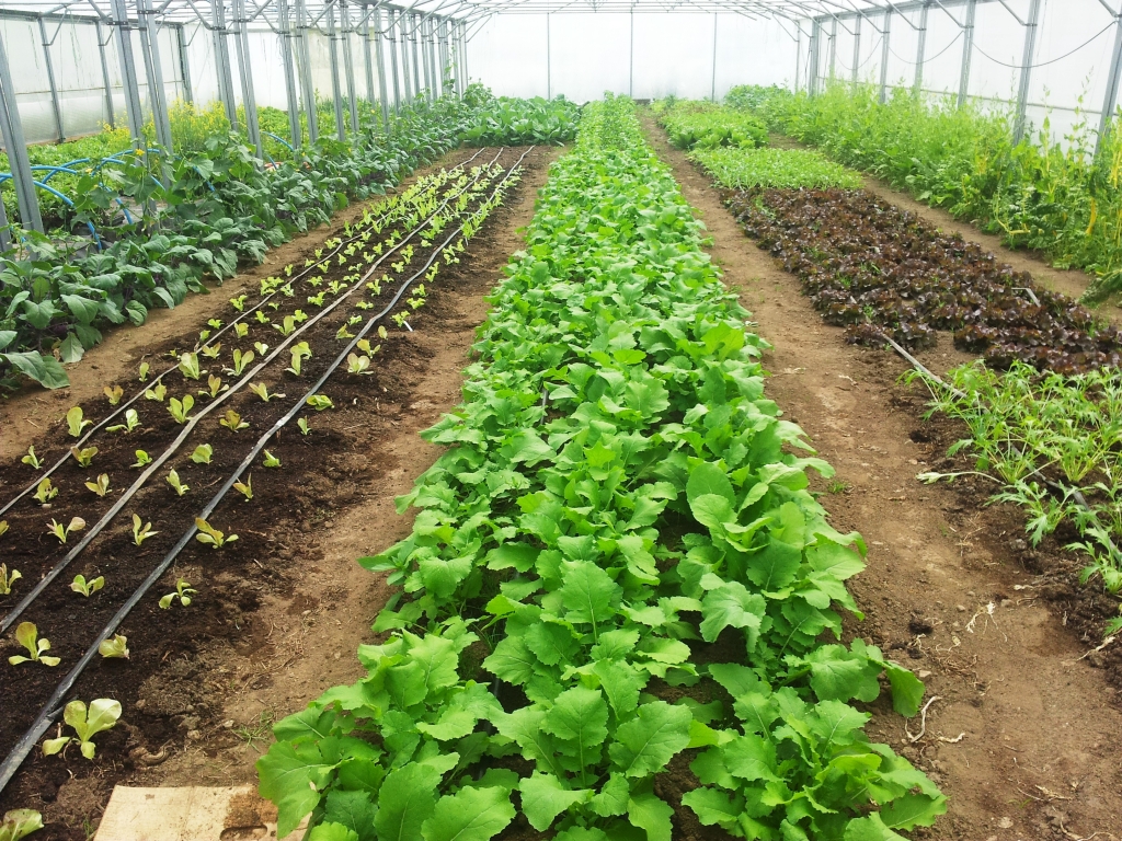 400m2 protected croppping