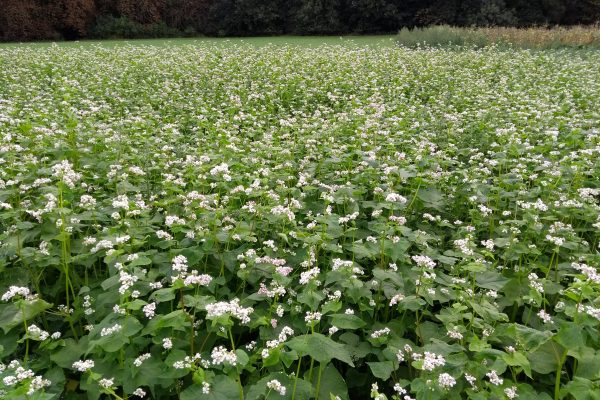Buckwheat cover crop Buckwheat cover crop