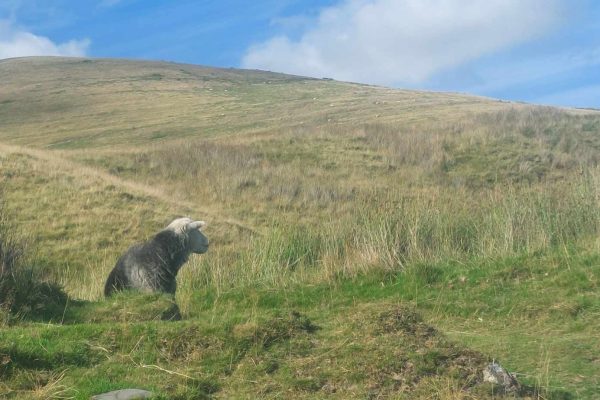 Herdwick sheep, Cumbria. Taken by Janie Caldbeck. All Rights Reserved Herdwick sheep, Cumbria. Taken by Janie Caldbeck. All Rights Reserved