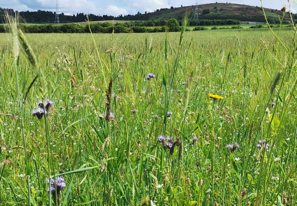 5 acres winter food for wild birds