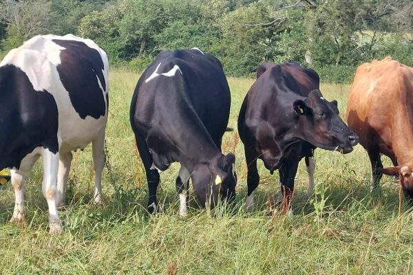 Grazing cows Grazing cows
