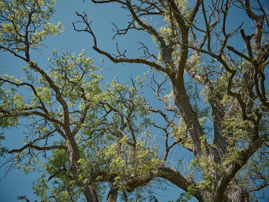 Ash dieback on Strickely Farm