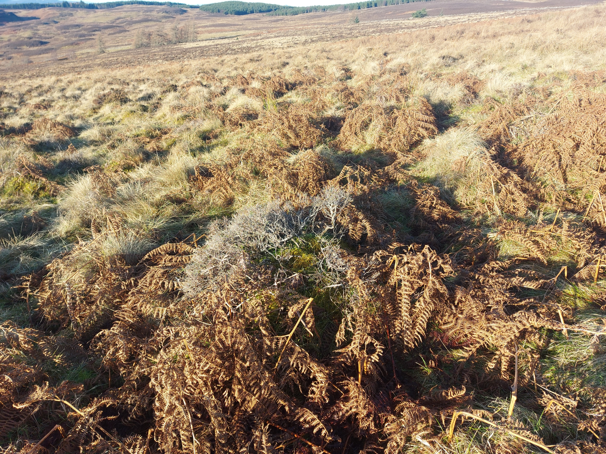 Borenich hill (note the bracken and gorse). Courtesy of Andrew Barbour Borenich hill (note the bracken and gorse). Courtesy of Andrew Barbour