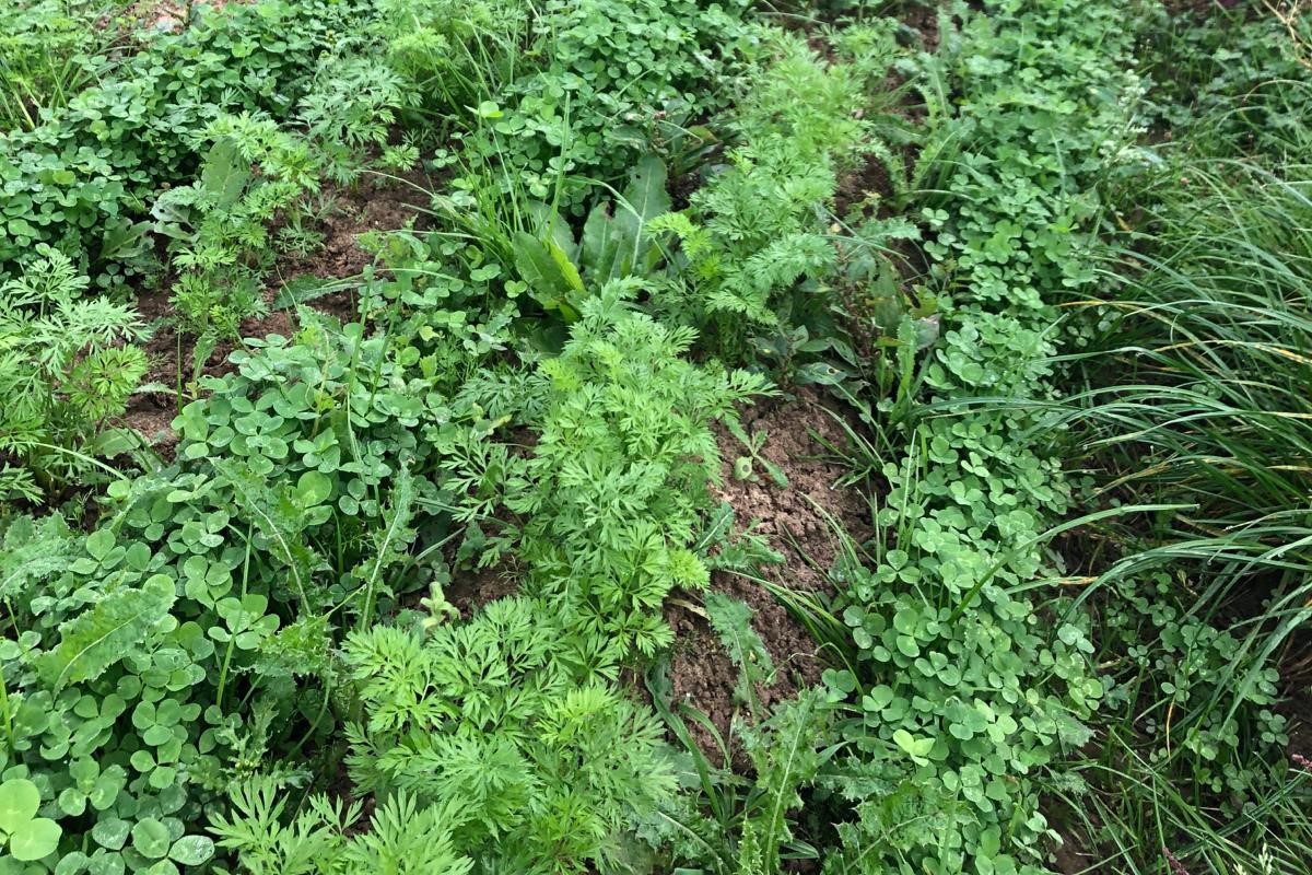 Living mulch at Bucksum. Aber ace white clover and carrots.