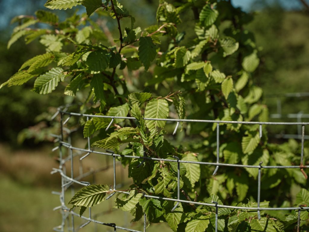 Hornbeam growing in a cactus guard at Strickely Farm