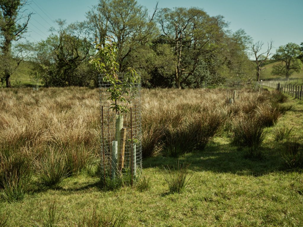 Companion planting with cactus guards at Strickley Farm