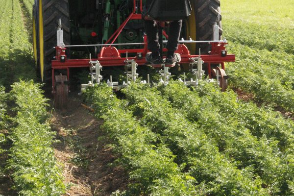 Row weeding in organic carrots. Photo: Phil Sumption Row weeding in organic carrots. Photo: Phil Sumption