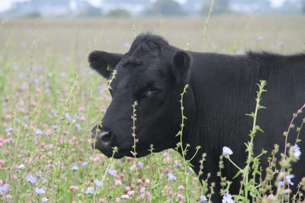 A cow in a field of clover and chicory at Yatesbury House Farm A cow in a field of clover and chicory at Yatesbury House Farm