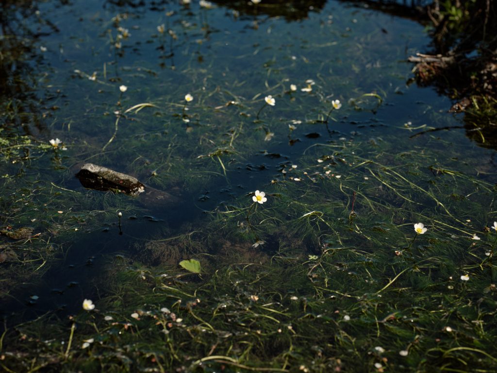 Water crow-foot on Strickely Farm