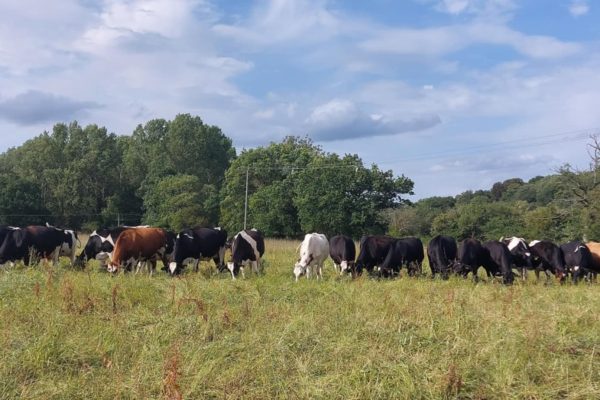 Grazing livestock - It's not the cow but the how Grazing livestock - It's not the cow but the how