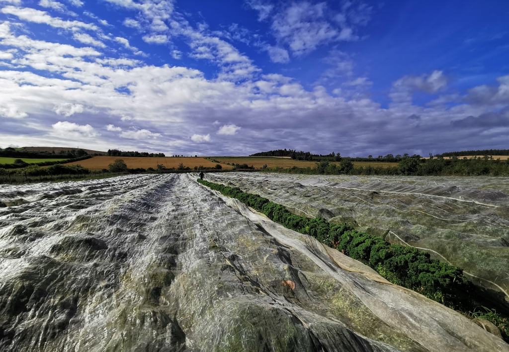 Crop covers not sprays