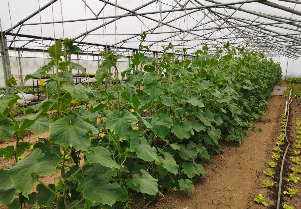 Cucumbers are a staple crop