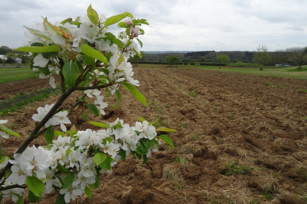 Apple tree in blossom Apple tree in blossom