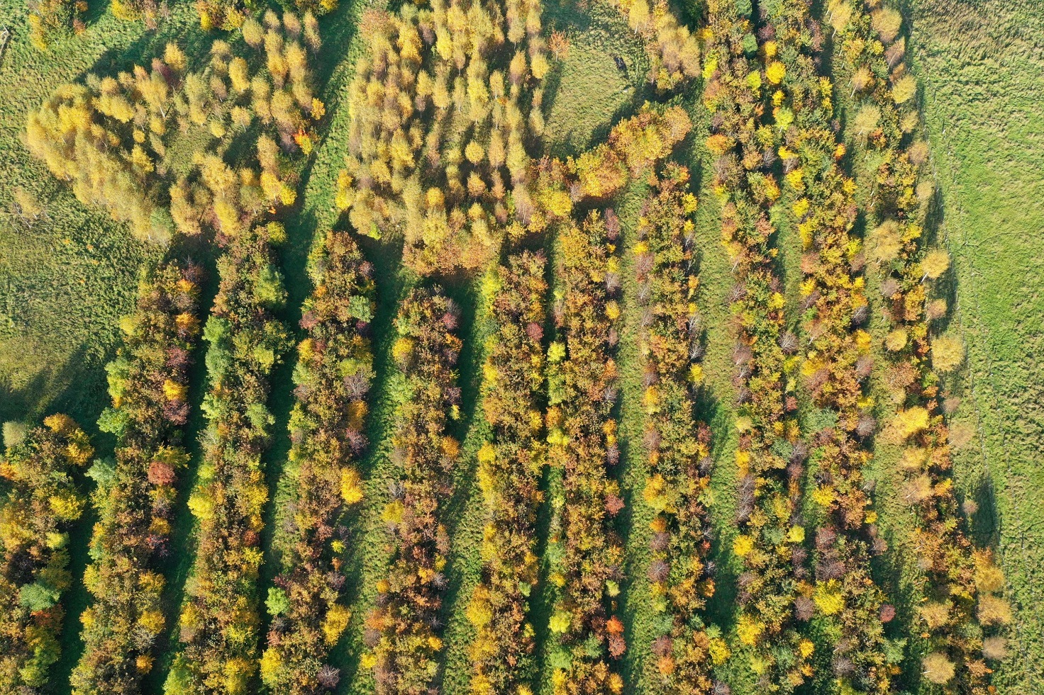 Deliberately designed wood pasture incorporating an alley system (photo taken by Patrick Barbour) Deliberately designed wood pasture incorporating an alley system (photo taken by Patrick Barbour)