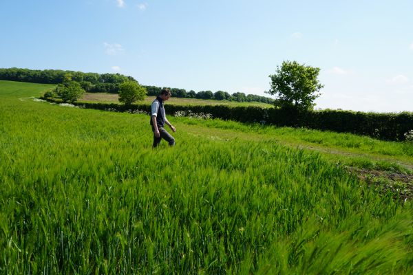 Waddesdon Estate Farm manager Olly Pemberton walking across a field of barley Waddesdon Estate Farm manager Olly Pemberton walking across a field of barley