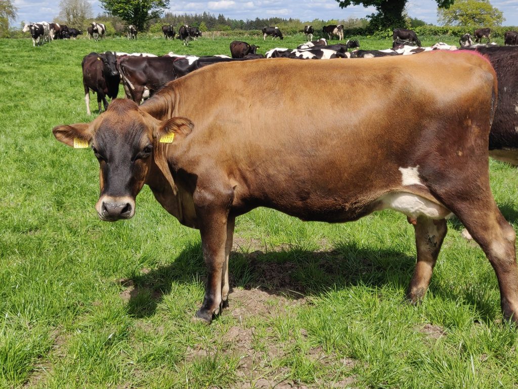 Jersey Friesian cross cows at Camcloon Dairy, Ballyfin, Ireland. Courtesy of Bruce Thompson Jersey Friesian cross cows at Camcloon Dairy, Ballyfin, Ireland. Courtesy of Bruce Thompson