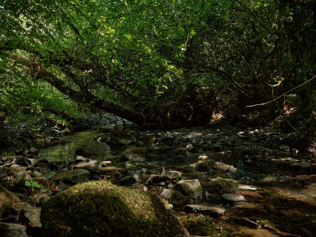 Fallen tree supporting beck life
