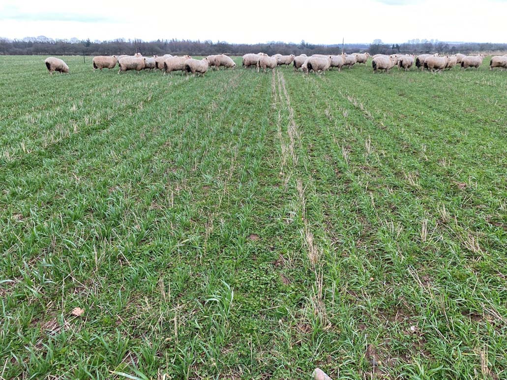 Innovative Farmers field lab