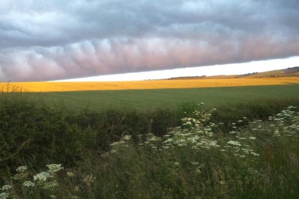 Farmland with field margin Farmland with field margin