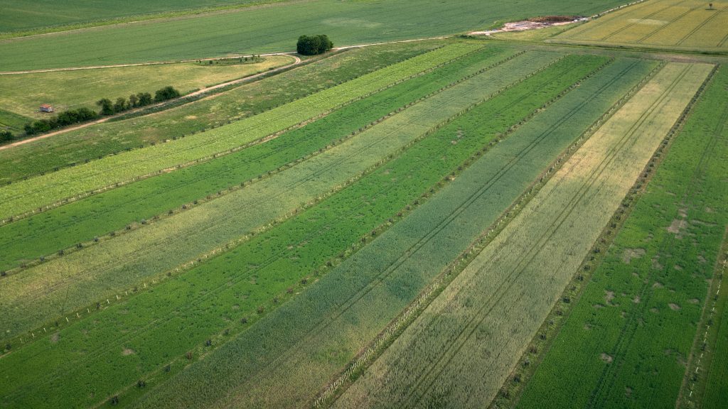 Hall Farm silvoarable site