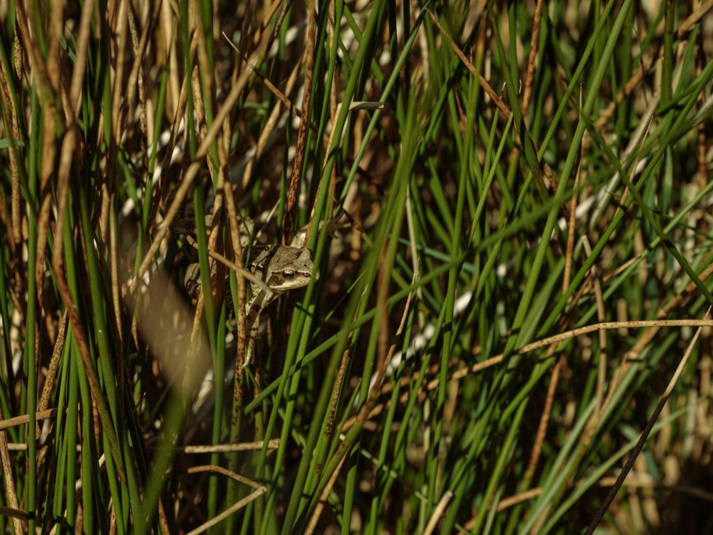 Frog in the rushes at Strickely Farm