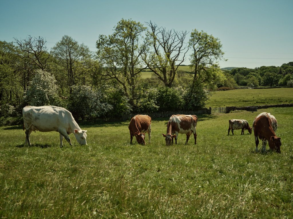 Grazing cattle at Strickely Farm