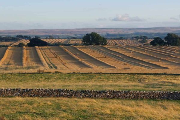 Harvesting in lower Teesdale Harvesting in lower Teesdale