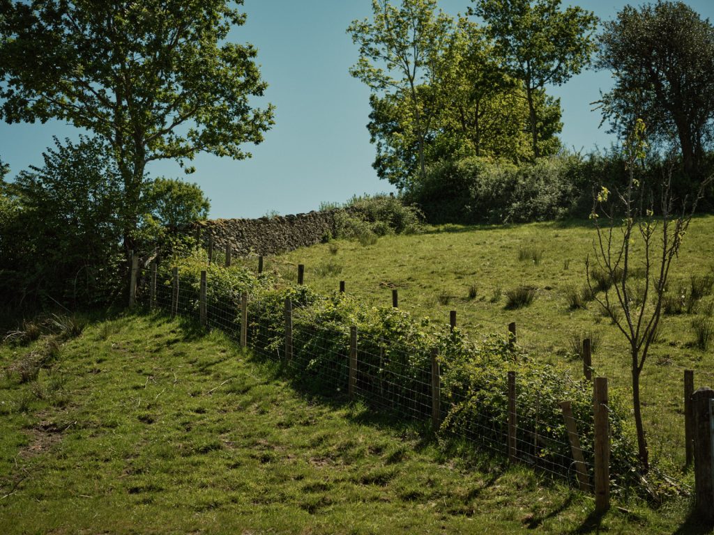 Hedegrow with fruit tree incorporated at Strickley Farm