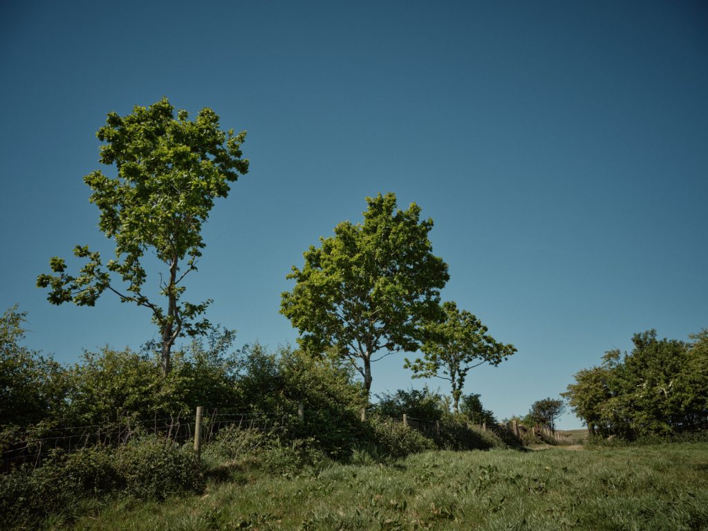 Hedges with standard trees on Strickley Farm