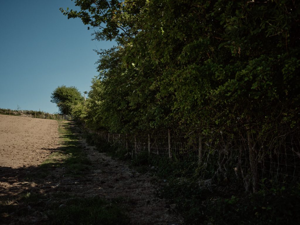 High hedegrow providing shade and shelter on Strickley Farm