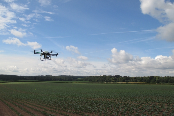 Drone over cabbage field Drone over cabbage field