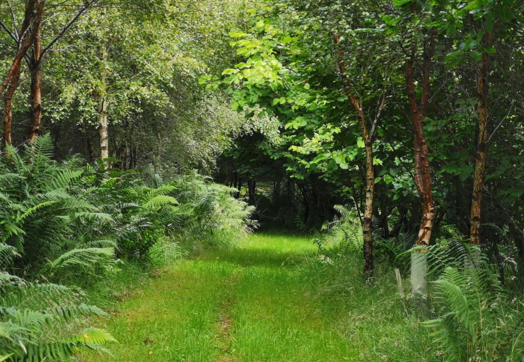 Improving the understory our next project