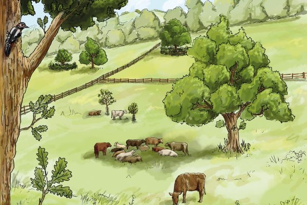 In-field trees in the landscape: Copyright: Woodland Trust In-field trees in the landscape: Copyright: Woodland Trust