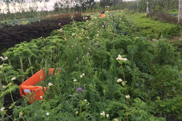 Diverse flowering cover crops sown under kale. Photo: Jayne Arnold Diverse flowering cover crops sown under kale. Photo: Jayne Arnold