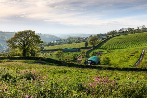 Orchard Organic Farm Eggs (27th May 2021) Orchard Organic Farm Eggs (27th May 2021)