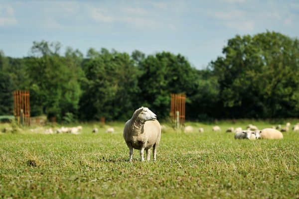 John Pawsey's organic New Zealand Romney sheep John Pawsey's organic New Zealand Romney sheep