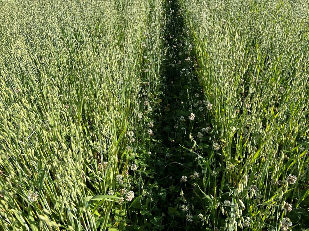 Several crop species can be successfully used as a living mulch