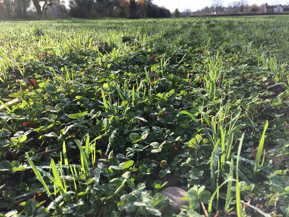 Soil health benefits of implementing living mulches