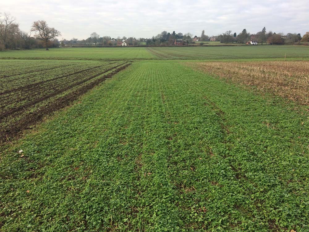 A trial in Sussex looking at winter wheat in a clover living mulch