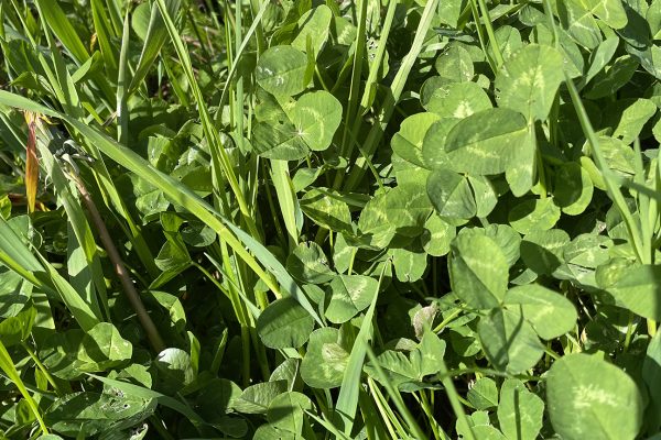 Living_mulch_Mark_Lea_photo_PhilippaHall Living_mulch_Mark_Lea_photo_PhilippaHall