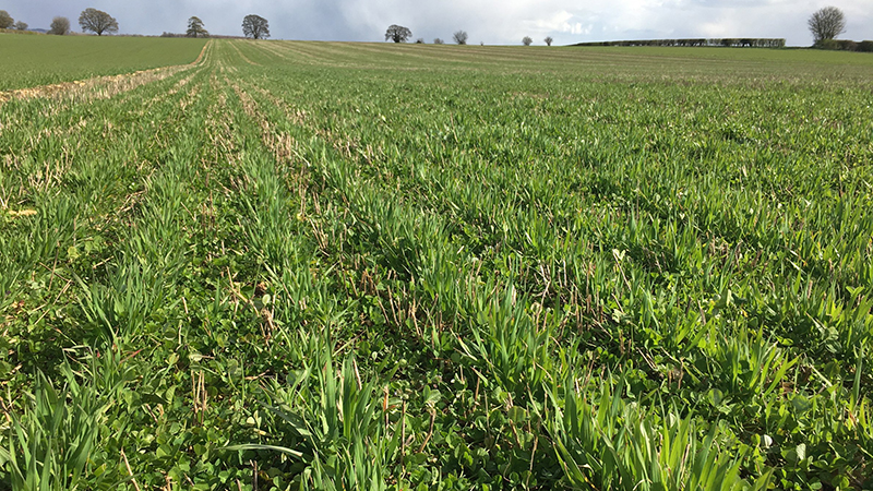 Living mulch in your crop rotation