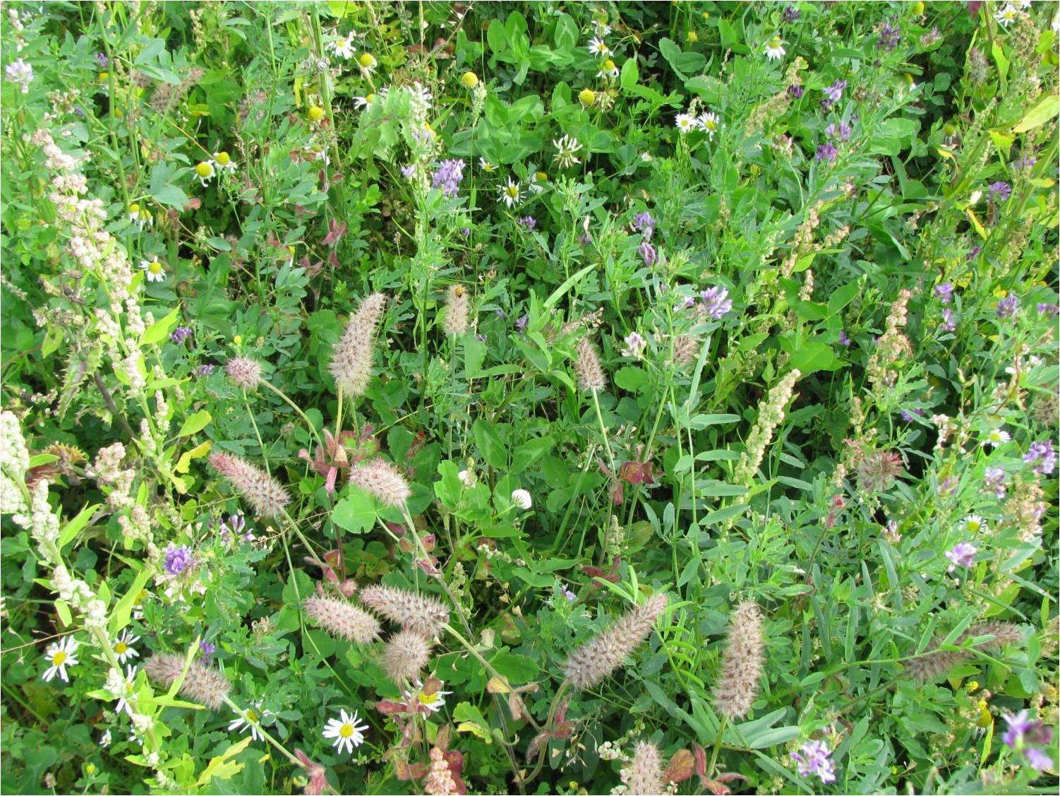 Multi-species cover crop