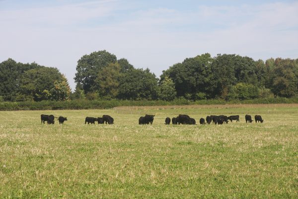 Lowland livestock Lowland livestock