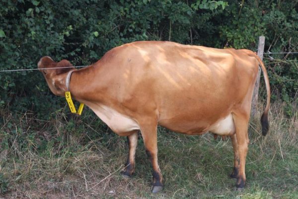 Cow browsing hedge line behind electric wire. Photo Lindsay Whistance Cow browsing hedge line behind electric wire. Photo Lindsay Whistance