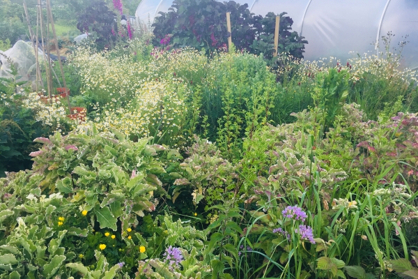 perennial-vegetable-garden-2_0 perennial-vegetable-garden-2_0