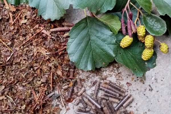 Alder leaves - fresh, dried and in pellet form. Photo: Perennial Green manures Project Alder leaves - fresh, dried and in pellet form. Photo: Perennial Green manures Project